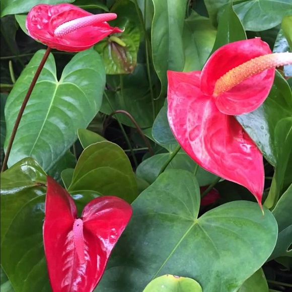 Meet your Posher, Ku’ulei - Picture 2 of 4